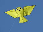 Arno Haft bird in yellow