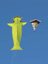 Sunray, the Koi kite
