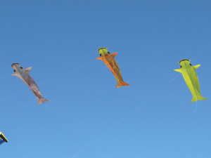 3 of our Koi kites
