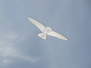 Sea Gull kite