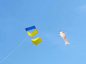 Yellow and blue box with a Koi kite