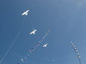 Sea Gull kites