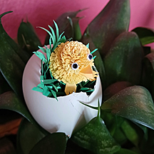 chick in an egg